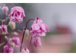 Clous d'oreilles a planter - Ancolie des jardins